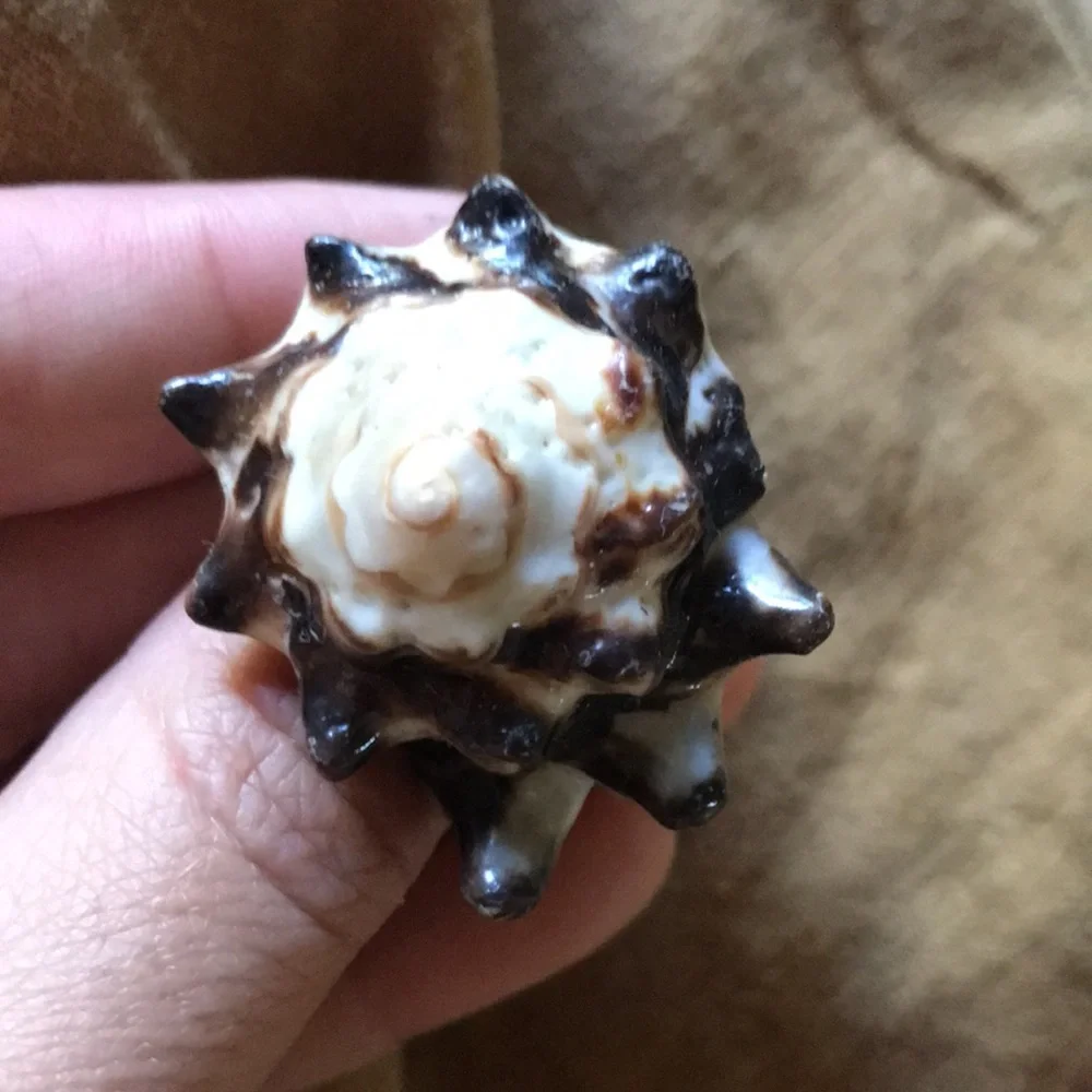 🧜‍♀️ Seashell Statement Ring - Picture 3 of 4